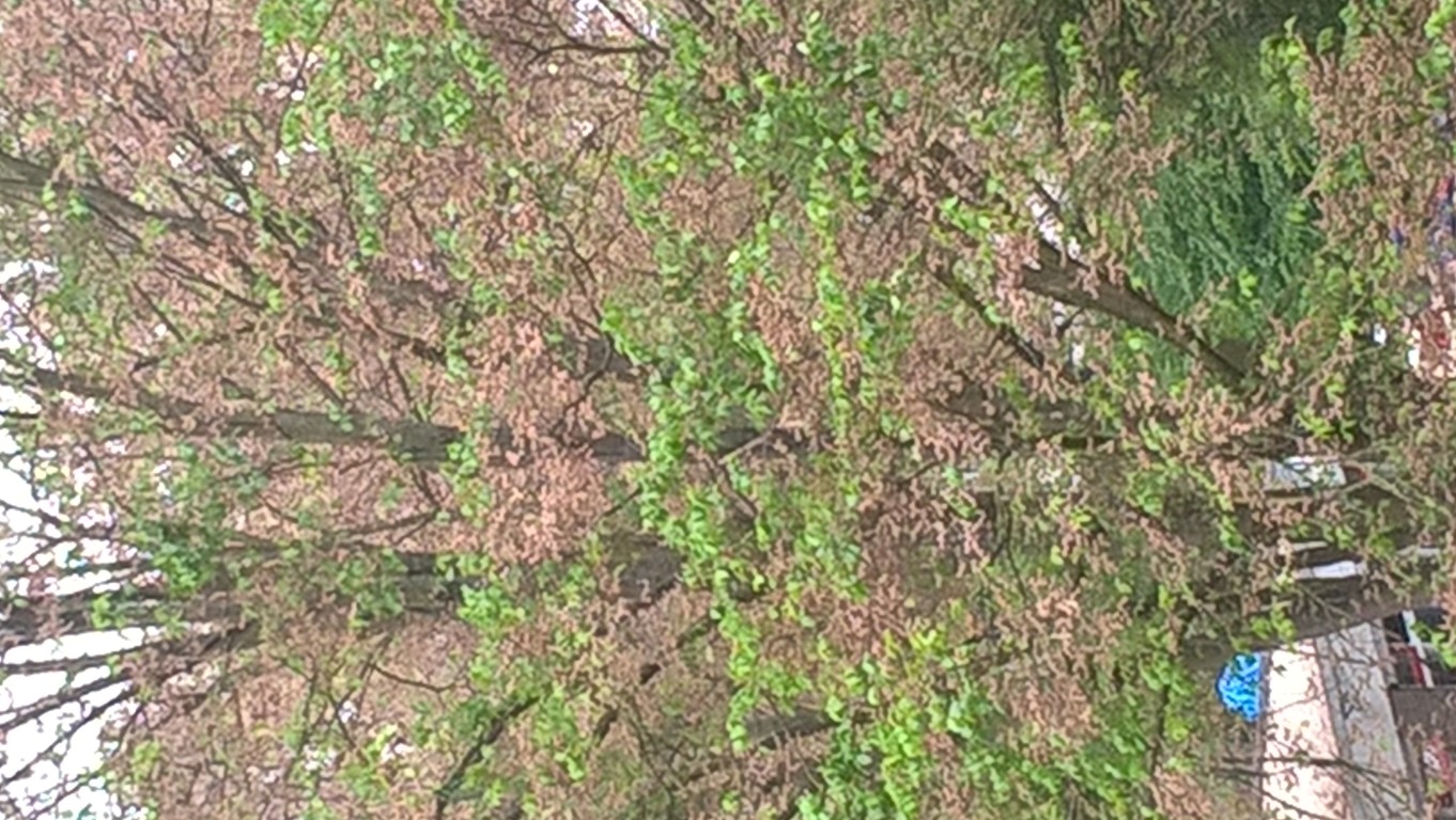 Bomen worden compleet bruin!